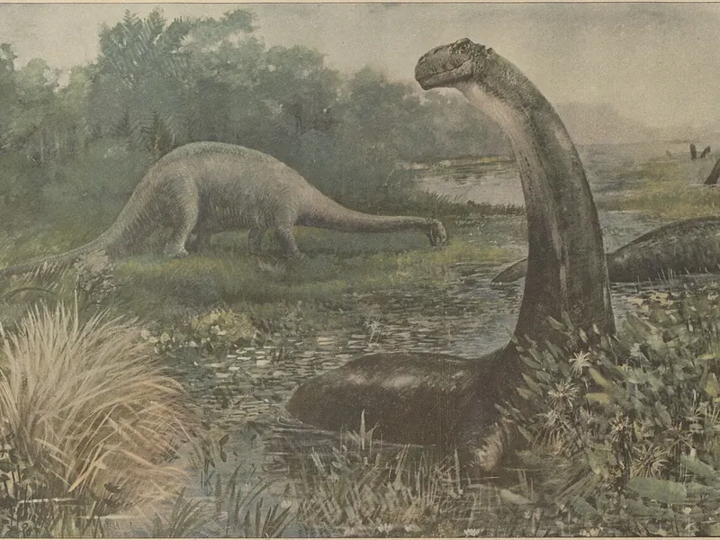 Charles R. Knight illustration of Brontosaurus standing in water, with Diplodocus on the shore