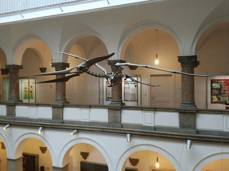 Paläontologisches Museum München - Pteranodon