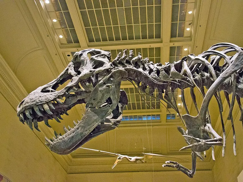 Tyrannosaurus rex skeleton in the Smithsonian dinosaur hall