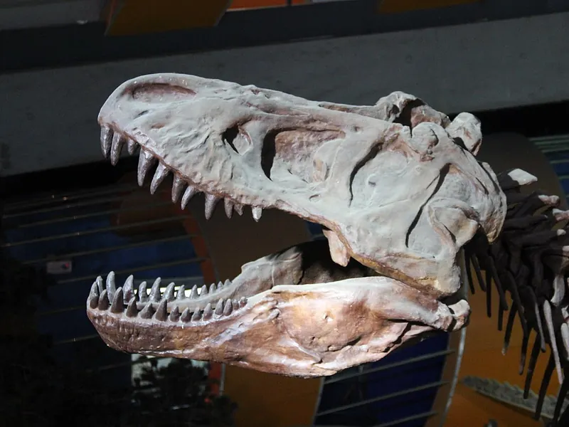 Cast of a Tyrannosaurus rex skull, teeth bared